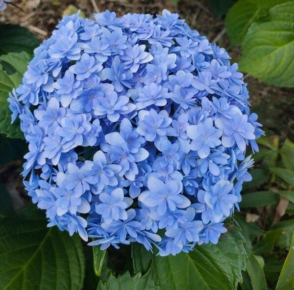 紫陽花 抜き苗 1苗