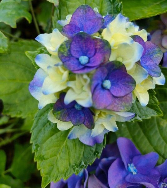 紫陽花 挿し芽 挿し穂
