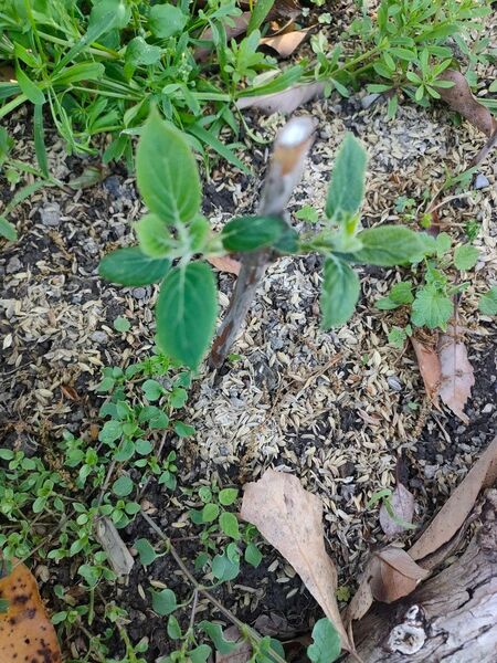紫陽花 アナベル 抜き苗 1苗