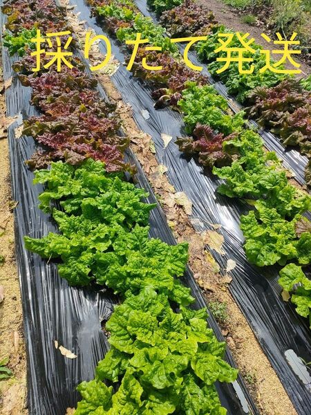 サンチュ 赤 緑ミックス