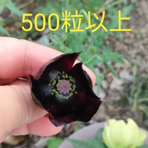 ポピーブラックマジック種子