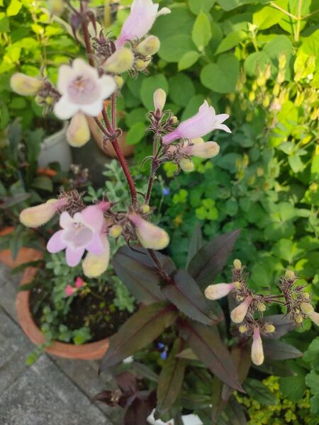 ペンステモン 挿し芽 挿し穂