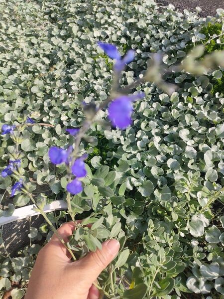 ジャーマンダーセージ 挿し穂 挿し芽