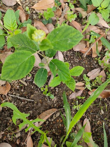 紫陽花 アナベル 抜き苗 1苗