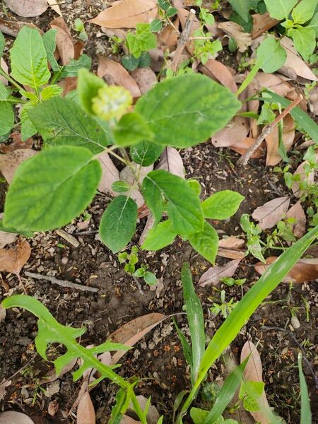 紫陽花 アナベル 抜き苗 1苗