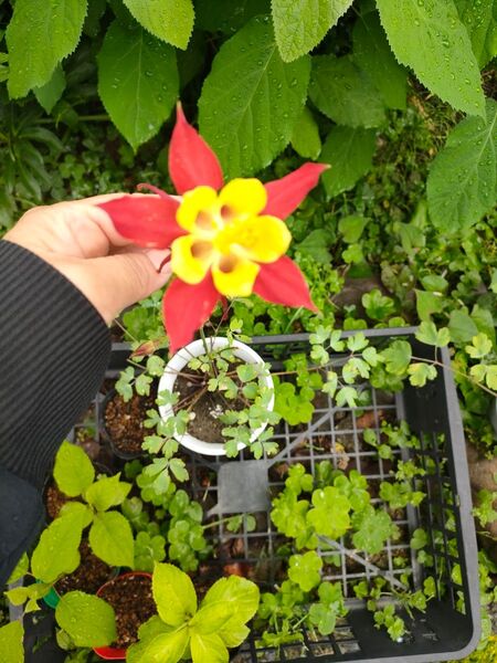 オダマキ 抜き苗 1苗