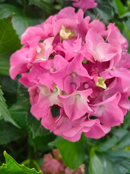 紫陽花 挿し芽 挿し穂