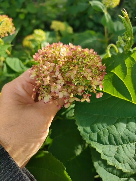 紫陽花 アナベル 挿し芽 挿し穂