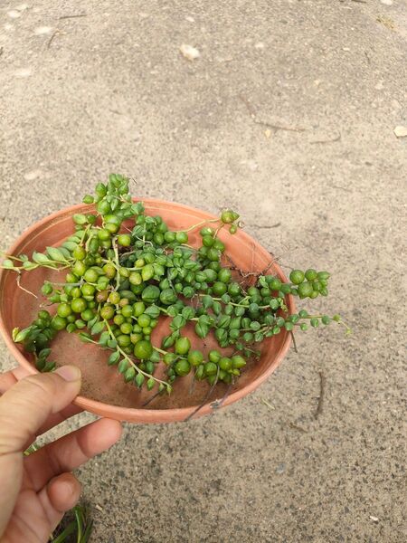 多肉植物