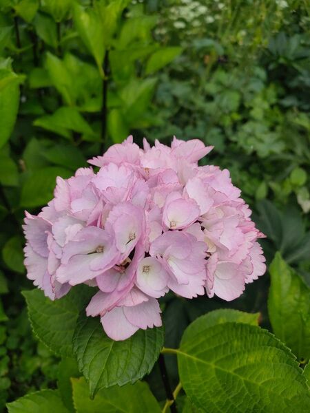 紫陽花 挿し芽 挿し穂