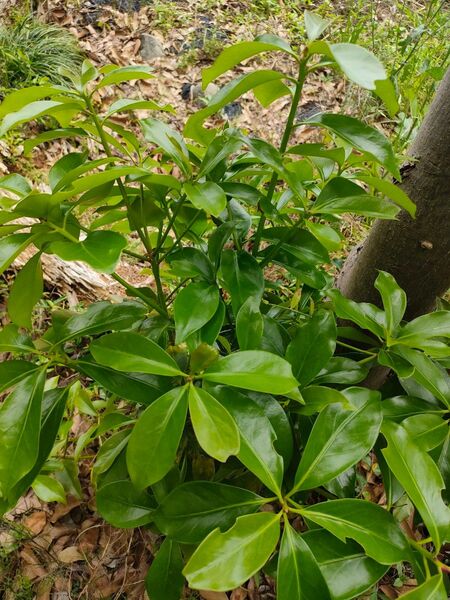 香花 切花 生花