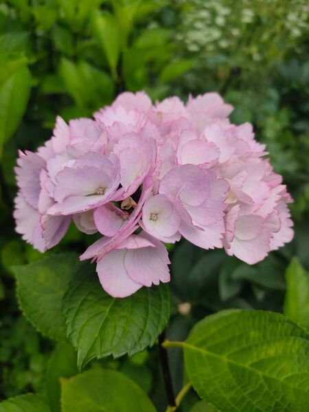 紫陽花 挿し芽 挿し穂