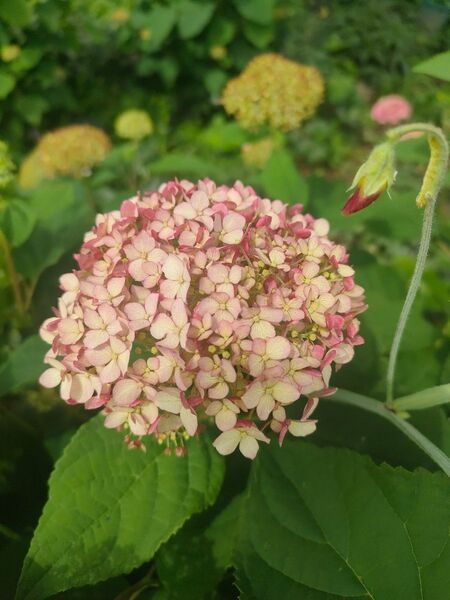 紫陽花 挿し芽 挿し穂