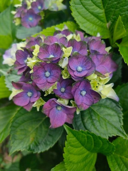 紫陽花 挿し芽 挿し穂