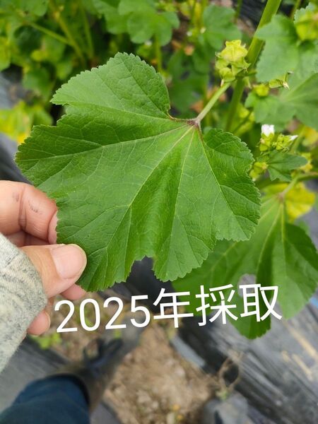 おかのり 種子