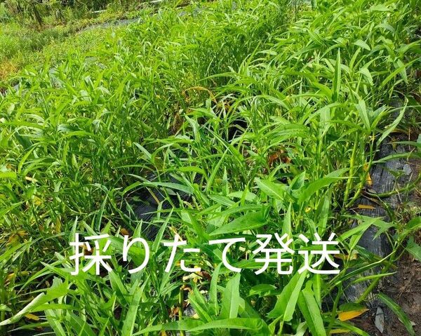 空芯菜