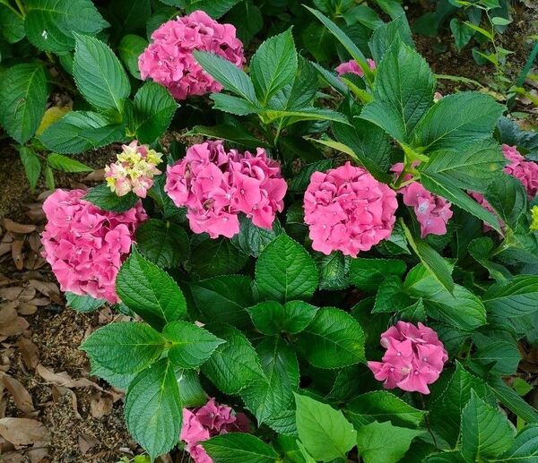 紫陽花 挿し穂 挿し芽