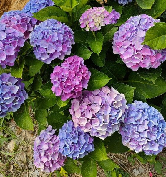 紫陽花 抜き苗