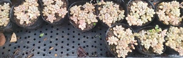 多肉植物 姫秋麗 抜き苗