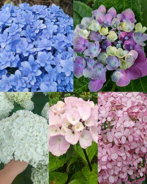紫陽花 挿し穂 挿し芽セット