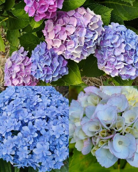 紫陽花 挿し芽 挿し穂セット