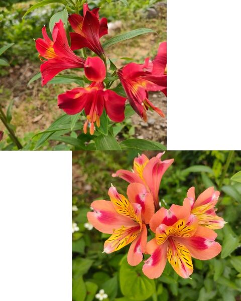 アルストロメリア 生花 切花