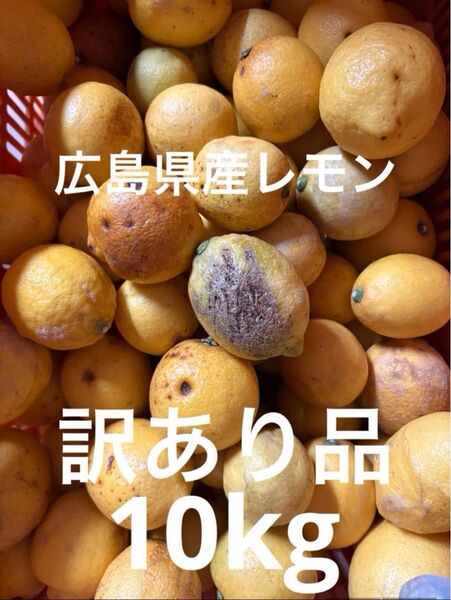 【訳あり品】 広島県産レモン 10kg