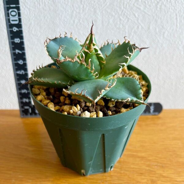 アガベ チタノタ フィリグリー Agave Titanota Filigree