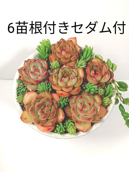 霊橙6苗根付き簡単可愛い寄植えセットセダム付き