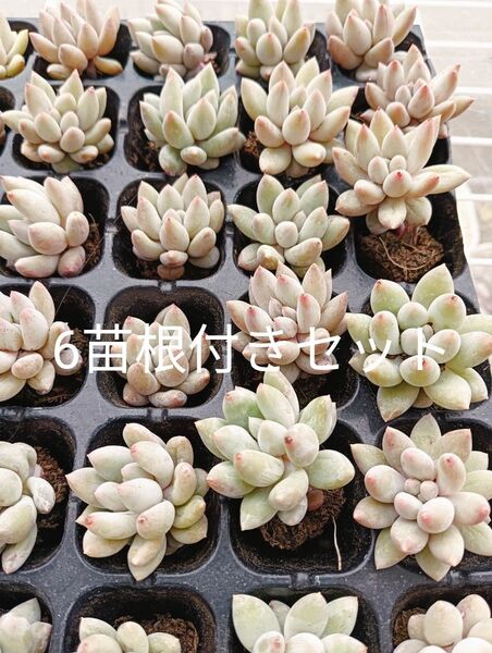 残り僅か!ソロモン6苗根付きセット 多肉植物