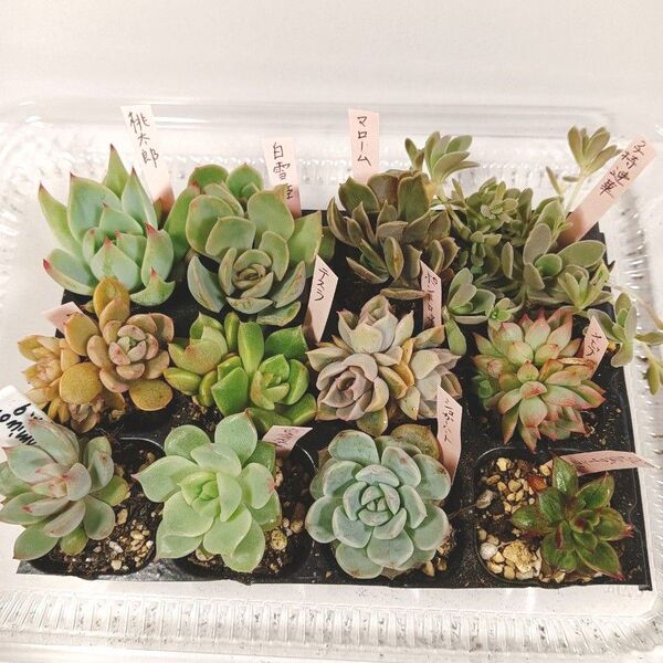 多肉植物12種類抜き苗葉挿しっ子セット エケベリア 韓国他
