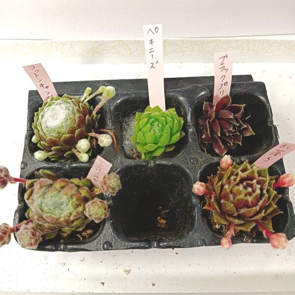 5種類センペルビウム抜き苗セット