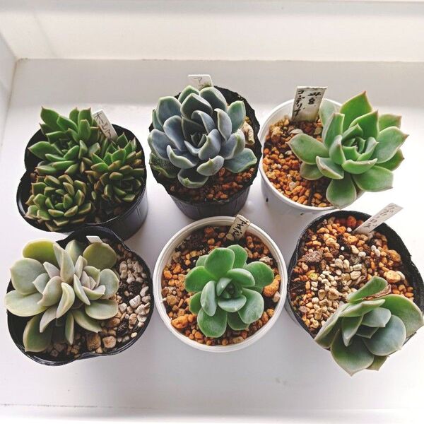 多肉植物抜き苗6種類セット エケベリア他