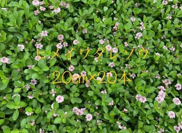 ヒメイワダレソウ リッピア 抜き苗20本 花・根付き