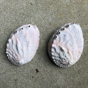 インテリア　アワビの貝殻