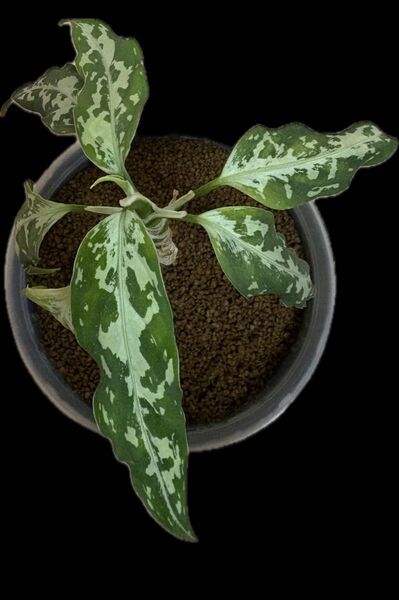 正規タグ付き Aglaonema pictum Ache Tenggara T-280424 アグラオネマ