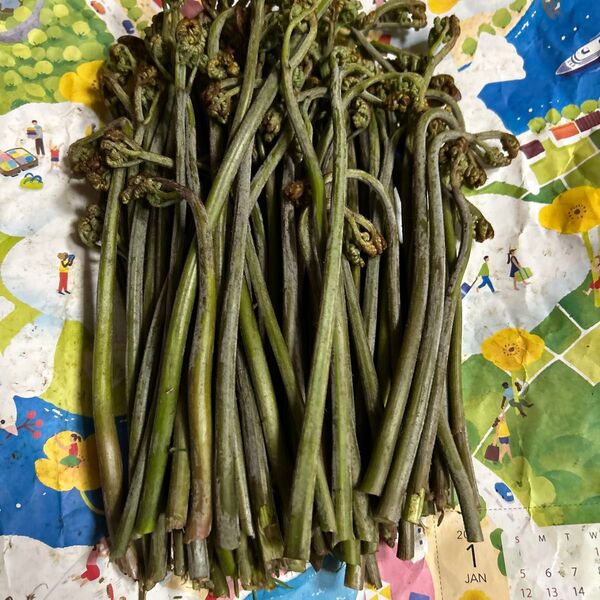 青森産天然、蕨今とれたて700グラムあります。よろしくお願いします。