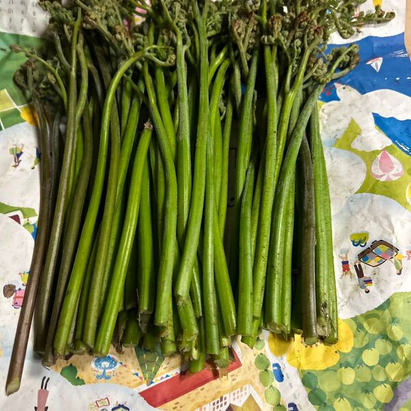 青森産天然、蕨朝とれたて700グラムあります。よろしくお願いします。