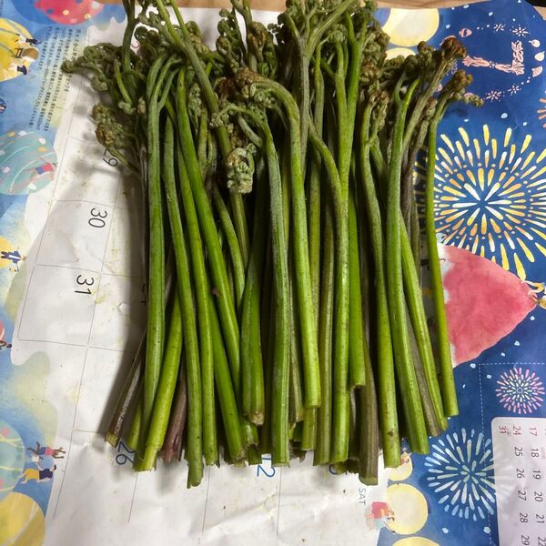 青森産天然、蕨朝とれたて700グラムあります。よろしくお願いします。