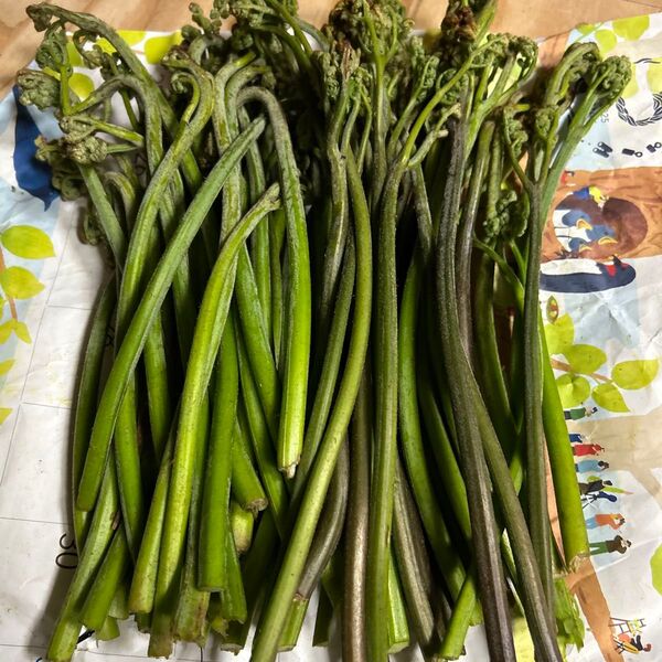 青森山天然蕨朝とれたものです。700グラムあります。よろしくお願いします。