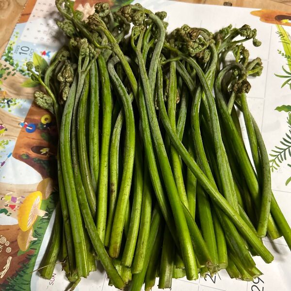 青森産天然蕨朝取れたものです。700グラムあります。よろしくお願いします。