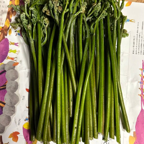 青森産天然、蕨今とれたて700グラムあります。よろしくお願いします。