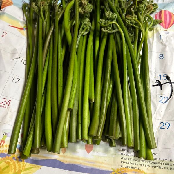 青森産天然、蕨今取り立て700グラムあります。よろしくお願いします。