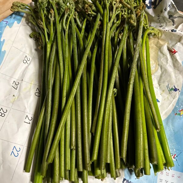 青森産天然、蕨夕方とれたて700グラムあります。よろしくお願いします。