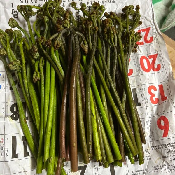 青森産天然、蕨朝とれたて700グラムあります。よろしくお願いします。