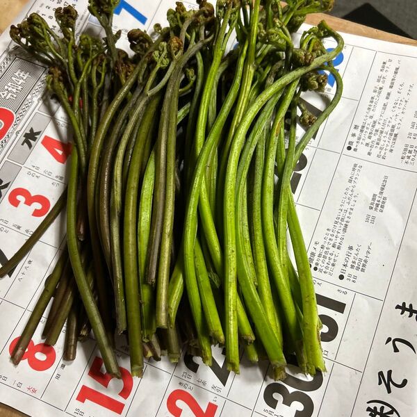 青森産とれたて蕨700グラムあります。よろしくお願いします。