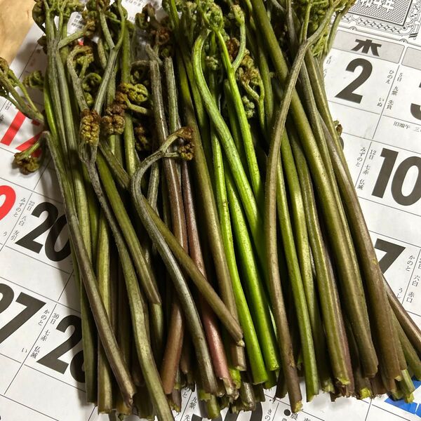 青森産天然、蕨今とれたて700グラムあります。よろしくお願いします。
