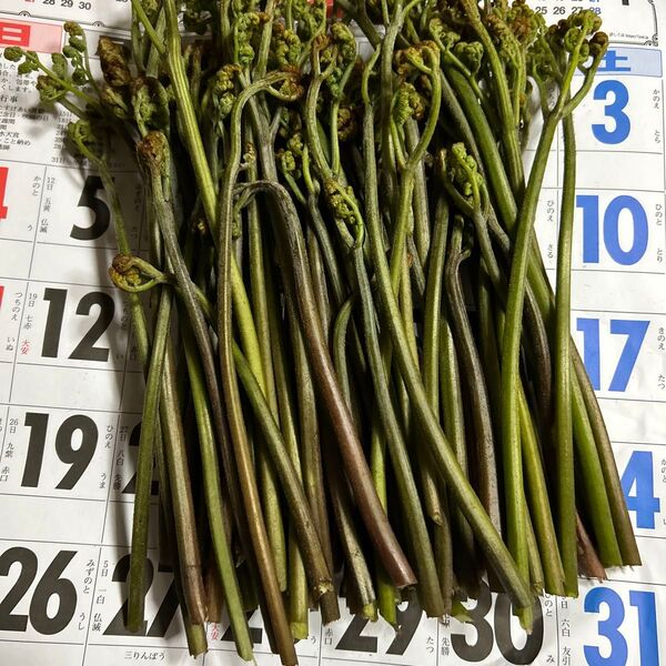 青森産天然、蕨今とれたて700グラムあります。よろしくお願いします。