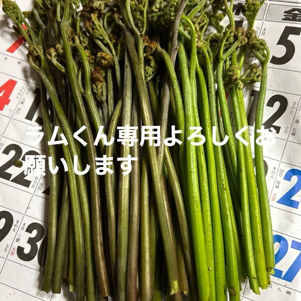青森産天然、蕨今とれたて500グラムあります。よろしくお願いします。