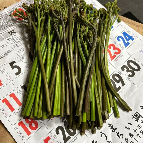 青森さん天然笑今取れてて700グラムあります。よろしくお願いします。